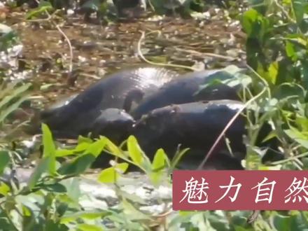巨蟒之死:打破科考记录,体长6.45米的森蚺突然死亡,原因成谜 #巨蟒 #森蚺 #巨蟒死亡 #打破记录