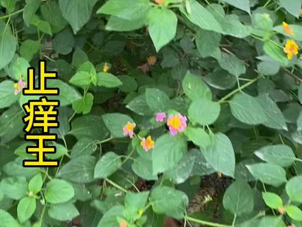 山中无杂草,会用全是宝#五色花 #草本植物