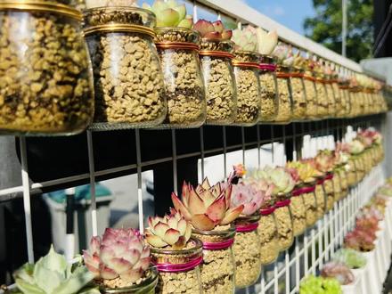 最近迷上了玻璃瓶养多肉,做了一个玻璃瓶多肉挂墙,今天和大家分享看看日常怎样护养。
玻璃瓶可以采用平时喝了不舍得丢的燕窝花胶玻璃瓶,环保又省钱,瓶子里面我都是用麦饭石,加一层薄薄的蛭石(蛭石帮助发根),采用玻璃瓶的好处是可以清楚看见多肉的新根有没有长,土干没干,好像这个已经看见新根已经长了,土也干了,就可以给水了。给水的分量大概瓶子的三份一,已经湿透的和干的玻璃瓶可以明显的看见区别,玻璃瓶养护除了方便观察,也比较干净,多肉的颜色也比较容易上色,喜欢的小伙伴可以试看看。关注我们一起玩懂多肉。#用多
最近迷上了玻璃瓶养多肉,做了一个玻璃瓶多肉挂墙,今天和大家分享看看日常怎样护养。
玻璃瓶可以采用平时喝了不舍得丢的燕窝花胶玻璃瓶,环保又省钱,瓶子里面我都是用麦饭石,加一层薄薄的蛭石(蛭石帮助发根),采用玻璃瓶的好处是可以清楚看见多肉的新根有没有长,土干没干,好像这个已经看见新根已经长了,土也干了,就可以给水了。给水的分量大概瓶子的三份一,已经湿透的和干的玻璃瓶可以明显的看见区别,玻璃瓶养护除了方便观察,也比较干净,多肉的颜色也比较容易上色,喜欢的小伙伴可以试看看。关注我们一起玩懂多肉。
#爱生活爱养花 #让喜欢的事成为生活 #我的多肉花园 #马来西亚养多肉