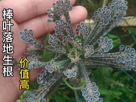 农村老瓦房上多见植物“棒叶不死鸟”,不但名字霸气,价值也高