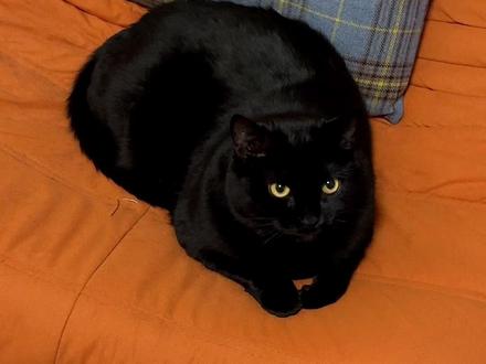 两眼一闭就正反难分 #萌宠出道计划 #黑猫 #记录猫咪日常 #猫叫 #夹子猫