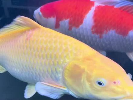 #观赏鱼 #锦鲤 #好运锦鲤 你的爱鱼撞缸并且撞破了肿么办呢?仔细听我说。。。。