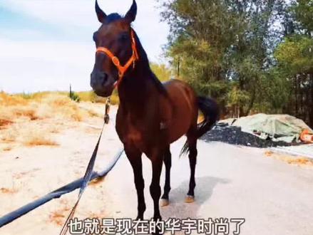 633林中虎的子嗣祥瑞将军(华宇时尚)9月4号要比赛啦敬请期待#纯血马 #赛马 #马 #马场日常 #种公马