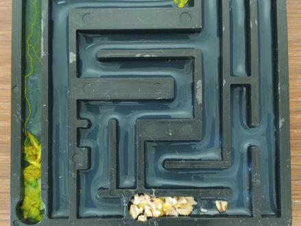 好消息:黏菌已经找到终点。坏消息:终点变成了起点 #玩个很新的东西 #黏菌