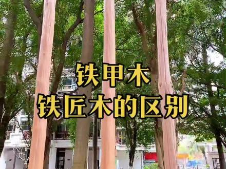 秦岭名木 铁甲木和铁匠木的区别