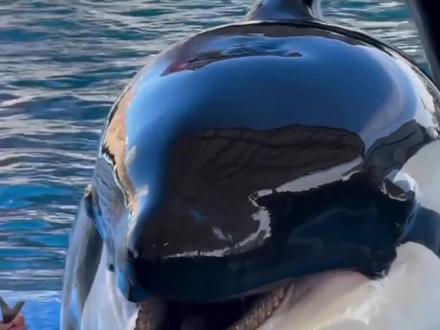 22种地球上最大的生物类,你见过吗#鲸鱼 #神奇动物在抖音 #海洋生物 #海洋动物 #科普