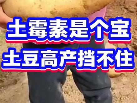 土霉素是个宝,土豆高产挡不住 #土豆种植 #种土豆 #土豆种植技术 #洋芋 #马铃薯