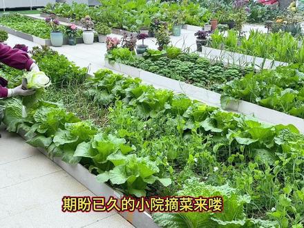 期盼已久的小院摘菜视频来啦 收获满满的一天 期盼已久的小院摘菜视频来啦,下锅耙、芹菜、豌豆尖、茼蒿、小青菜、油菜薹 红菜苔、蒜苗 鸡蛋,收获满满的一天。#小院种菜 #我家菜园子 #摘菜 #农村小院