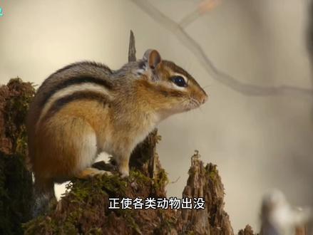 狼诡异声,熊要吃狼 #狼 #动物世界看人生百态