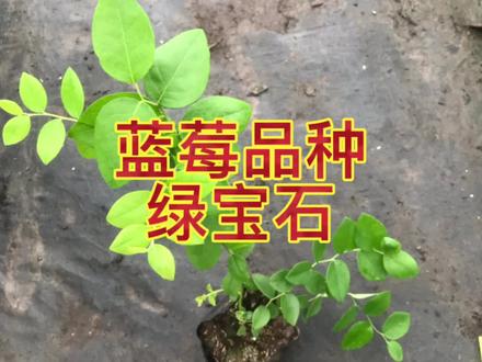 蓝莓品种“绿宝石” #蓝莓 #种植 #水果 #花卉绿植 #园艺 #经验分享