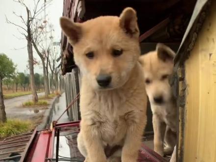 狗窝改造第八集#狗窝改造 #中华田园犬 #用抖音记录卡车生活