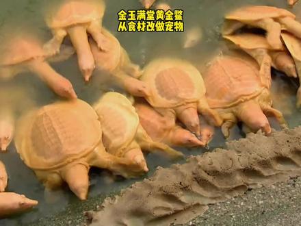 金玉满堂黄金鳖,从食材改做宠物#三农#养殖