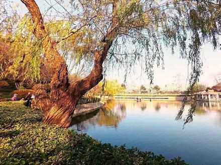 世界经典名曲纯音乐《鸽子》,是哪国的歌曲》?你知道吗?