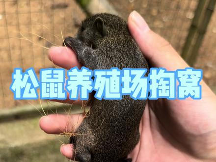 #萌宠 #养鼠日常分享 #松鼠 给弟弟的生日礼物