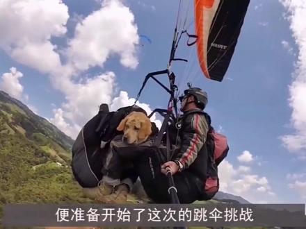 一条狗狗,泰国的狗狗,主人与狗狗一起跳伞!一次无与伦比的跳伞之旅!