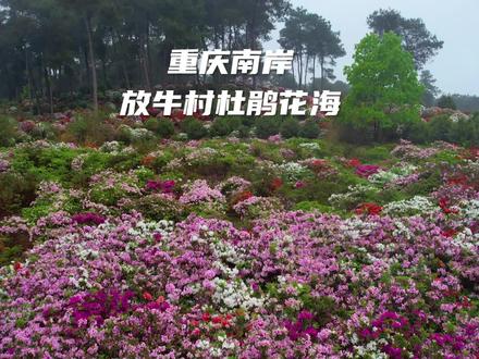 在重庆南岸还藏着一个爱丽丝梦游仙境,太美了!#旅行大玩家 #重庆美好推荐官 #踏青好去处 #抖音邀你来赏花#重庆放牛村的花开了