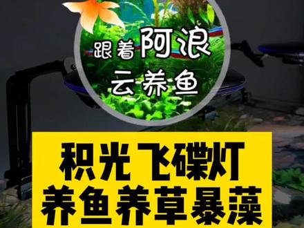 本来我也没舍得用,后来还是没忍住拆了两个装上了,用上感觉是真香啊~大伙觉得这灯怎么样? #积光飞碟 #积光飞碟灯怎么样 #原生缸 #鱼缸灯 #跟着阿浪云养鱼
