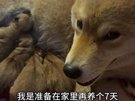 银豆做妈妈了,生了五个,两公三母 #养狗人的乐趣#柴犬#生小狗狗了 #狗宝宝
