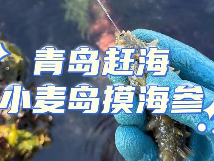 11.28,小麦岛赶海。摸海参,不是很大,勉强赶海玩玩可以。喜欢赶海的小伙伴可以去试一试。#赶海 #青岛 #大海的馈赠