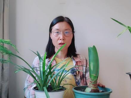 判断#朱顶红 是洋朱还是土朱,不用等到开花,看叶子就知道#室内盆栽 #新农人计划2023 #养花小知识