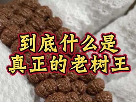 到底什么是老树王
产区:印度尼西亚·加布棉,印度尼西亚·勿里达加布棉产区籽和勿里达产区籽皮色有区分,其中勿里达产区树王籽颜色更为深色,造成这个问题原因有海拔不一样产区光照时间不一样,湿度,雨水,树龄的不同都会造成皮质颜色的区别。
老树王的“老”是从何而来呢?
树王这个品种是从2015年正式面世的。直到现在,这个品种也是很火爆的,是所有喜欢玩小金刚的玩家都希望得到的小金刚品种之一。
起源:
15年-18年期间当时只有一棵树后来当时因为一个商家以一颗70块钱的成本拿下回国内,出世之后整个圈子为之疯狂,产地就是这样,那个品种好卖,大家都回去嫁接那个品种所以现在经过七八年的时间很多老树嫁接的青壮年树已经逐步超越老树,老树王已经不需要再去看产地,也不需要溯源!更不需要听故事!只看品相即可!
价格为何从上万掉至几千几百 「嫁接」
2019年这个品种引进到加布棉开始广泛嫁接,从此出现了许多嫁接树王。嫁接树王品质无法保证,皮质品相都很差,与一开始没有嫁接过的树王相比,相差甚远。所以之后我们为了区分原先的老树王和后来的嫁接籽,把一开始的树王叫做“老树王”。这就是老树王当中“老”字的由来,(第二期会讲嫁接树王)
老树王有什么特点?新手可以玩吗?
老树王原皮色是褐色,头部平头。龙脊饱满且突出,老树王的特色就是粗纹路,肉度很nice,上手效果好。老树王的优点就是上色速度快,油性高后期紫红色,玉化后通透有质感。对于新手来说,体验感满分,是一条非常适合新手盘玩的手串儿。 #尚珍出品 #老树王 #纯血一代老树王 #老树王小金刚 #原创视频