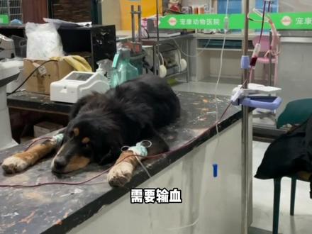 新疆之行第7天—— 骏良千里奔袭救豆豆,让我们一起祈祷豆豆早日康复#狗狗 #藏獒 #带着狗狗去旅行