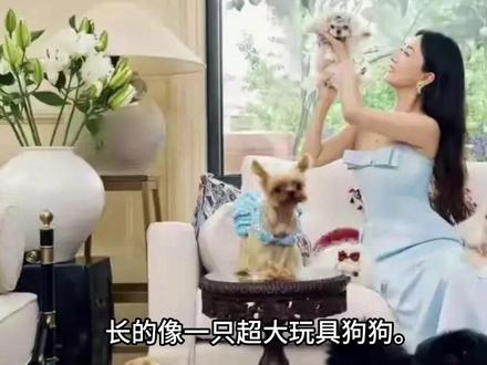 杜江激动发文!霍思燕带狗参加国际比赛,拿下冠军!唯一的中国队#狗狗 #上热搜 #热点 #宠物