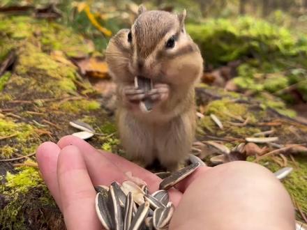 鼠鼠你是一颗大瓜子 #动物科普 #松鼠 #花栗鼠