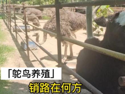 鸵鸟养大了怎么办?销路在哪里?#鸵鸟 #鸵鸟养殖 #三农 #养殖