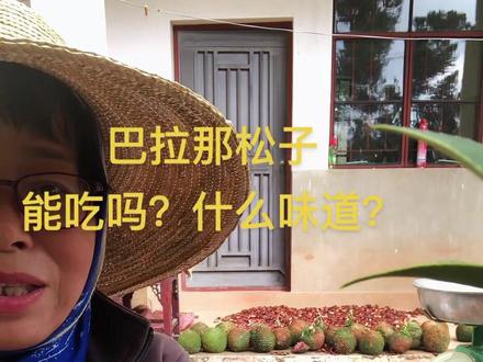 #新鲜采摘 #抖音助农 巴拉那松子不仅能吃,营养价值非常丰富@DOU+小助手