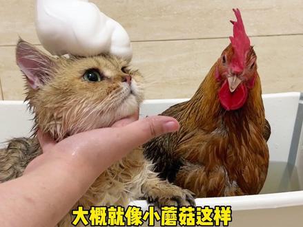 胜男:这届猫子真难带#WoWo猫粮#wowo大蓝包 #WoWo一条波波猫条#傻猫的日常