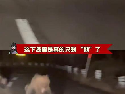 虽然没有熊猫了,但是你们还有熊啊 #大熊猫 #晓晓蕾蕾 #日本 #内容启发搜索