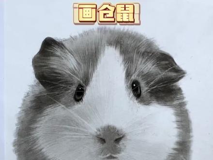 1分钟教你画仓鼠,快开学吧#零基础学画画 #仓鼠画法 #画画 #素描 #萌宠