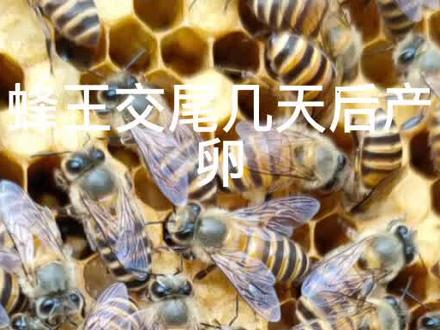 处王交尾后几天产卵?#蜜蜂 #大自然的搬运工 #中蜂 #蜜蜂养殖技术分享