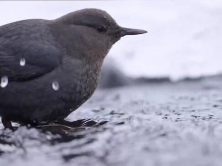 爱洗冷水浴的河乌鸟 #动物 #动物世界 #爱护大自然保护野生动物 #野生动物 #鸟类