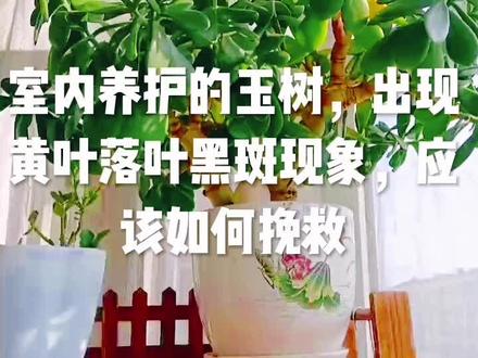 室内养护的玉树,出现黄叶落叶黑斑现象,应该如何挽救 #一花一草一世界 #爱生活爱养花 #养花修心 #花卉绿植