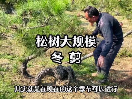 冬剪开始!#松树盆景 #盆景养护技巧 #盆景修剪养护 @DOU+小助手 @DOU+上热门