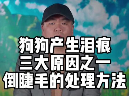 狗狗倒睫毛的处理方法#科学养宠攻略 #养狗经验分享 #养犬知识 #新手养狗 #狗是人类最忠诚的朋友