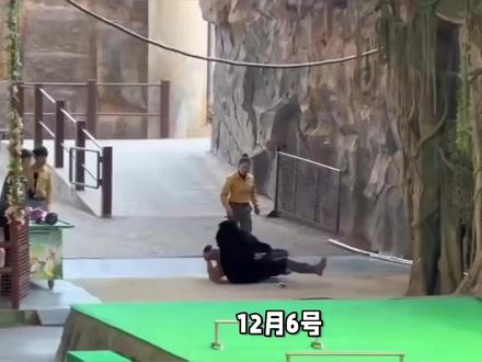 突发!杭州野生动物园黑熊突然袭击饲养员,最新后续:没人受伤