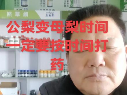 公梨变母梨的时间点一定要打对