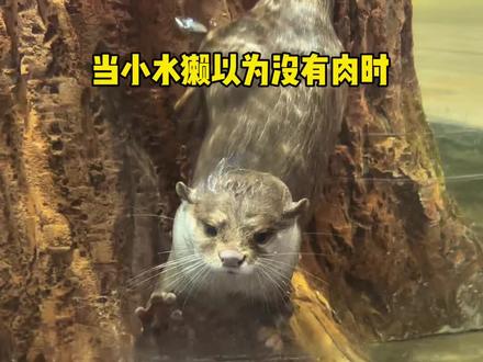 当小水獭看到牛肉! #长沙zoolung大型室内动物园 #王思聪的动物园 #水獭 #水獭宝宝 #亲子游玩好去处