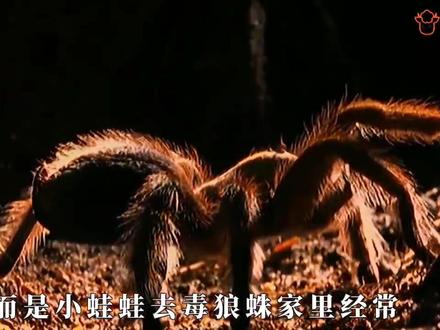 黄金搭档,蟾蜍给狼蛛清除蚂蚁,毒狼蛛为蟾蜍赶走天敌猫头鹰。 #视觉震撼 #好奇昆虫