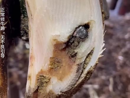 牛蹄卡石,修蹄拯救之路 #修牛蹄 #解压 #强迫症 #助眠