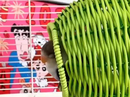 仿藤编鸟窝鹦鹉窝藤条耐咬夏季四季通用牡丹玄凤虎皮鸟窝#鹦鹉窝#鹦鹉#耐用#好物推荐🔥