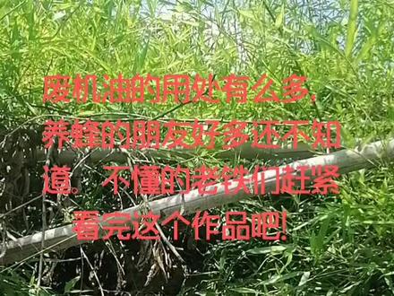 废机油的妙用还有这么多,不仅可以防腐防潮,还可以驱蚂蚁的作用。蜂箱经常有蚂蚁的老铁们赶紧试试吧!#养蜂