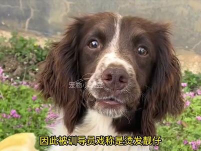 烫发靓仔“巴仟”,有着800个心眼的警犬,命运坎坷却凭实力逆袭 #史宾格犬 #警犬巴仟 #狗狗 #励志警犬