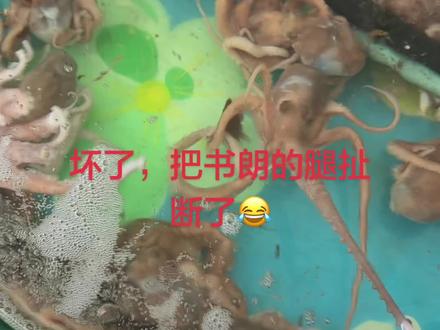 书朗,你回来,我还能给你接上😂#樊霄 #游主任