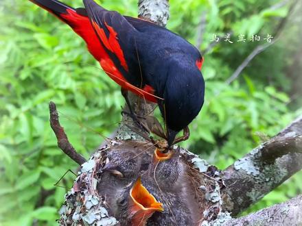 漂亮的长尾山椒鸟育儿#内容启发搜索 #鸟类实拍
