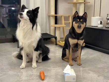 萝卜纸巾挑战赛我们也来了 #万万没想到 #我的狗子 #边牧 #田园犬