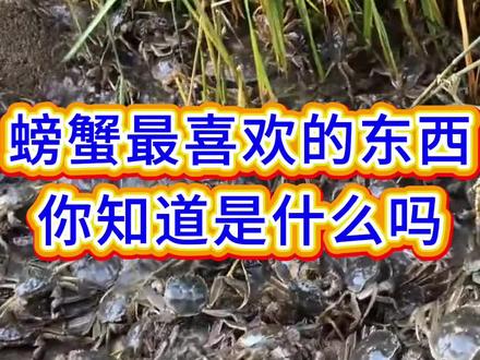 螃蟹最爱吃的东西你知道是什么吗?#水产养殖# 螃蟹养殖#大闸蟹养殖